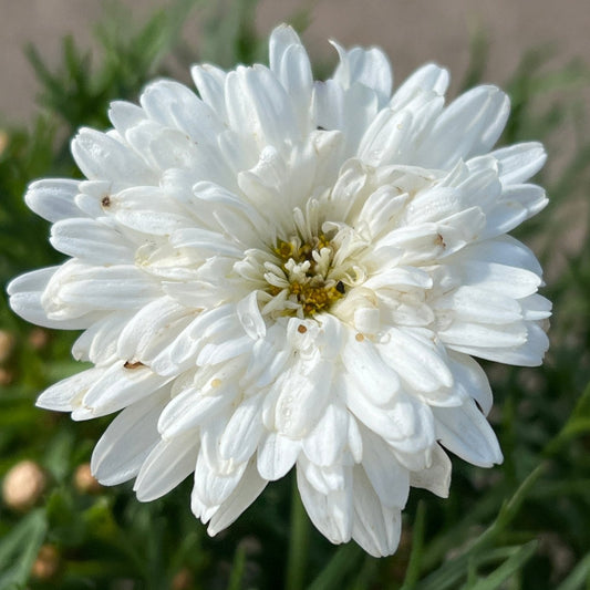 Daisy 'Super Duper' (Argyranthemum) - Ladybird Nursery