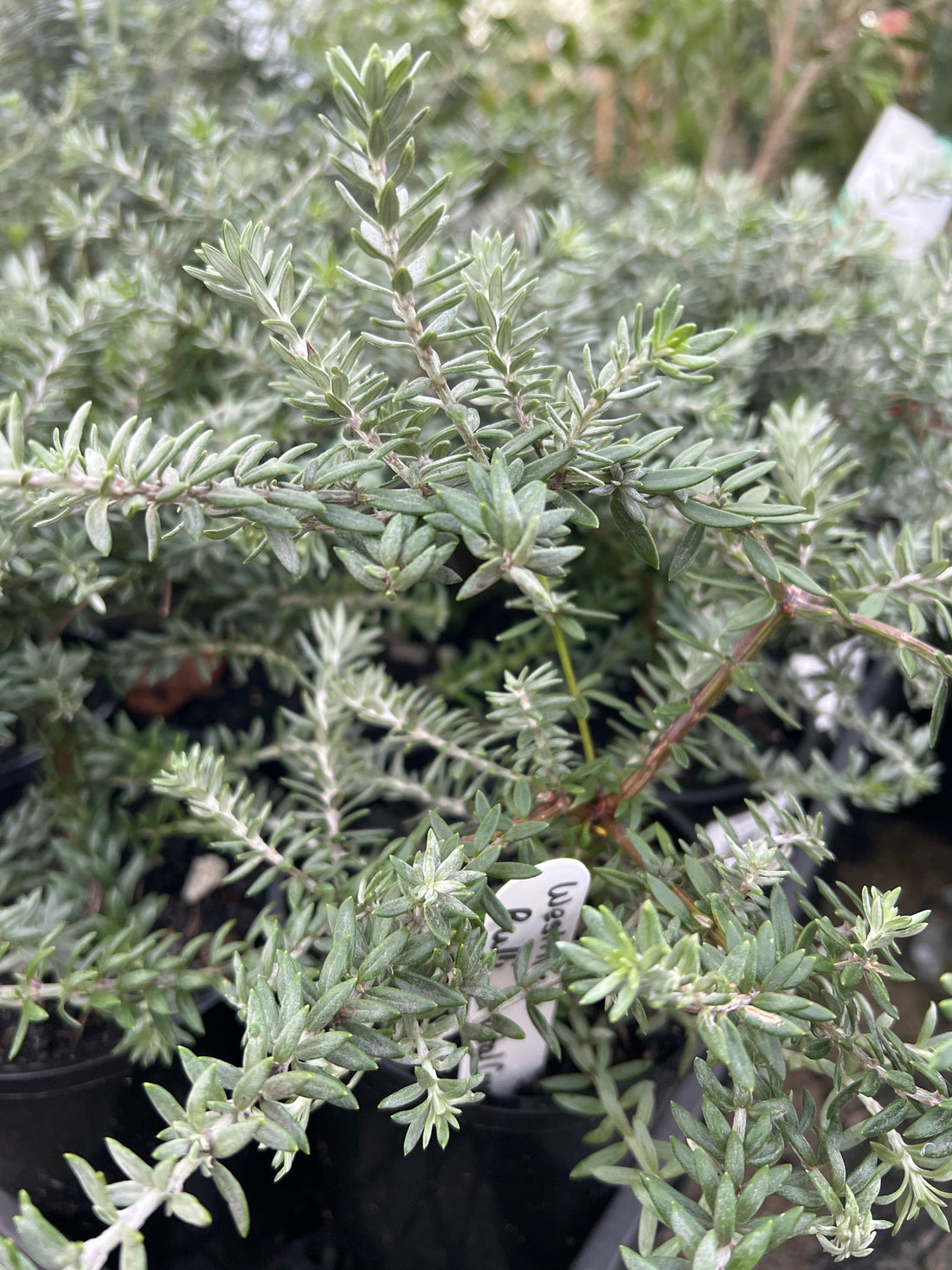 Coastal Rosemary 'Bulli Coastal Creeper' (Westringia)