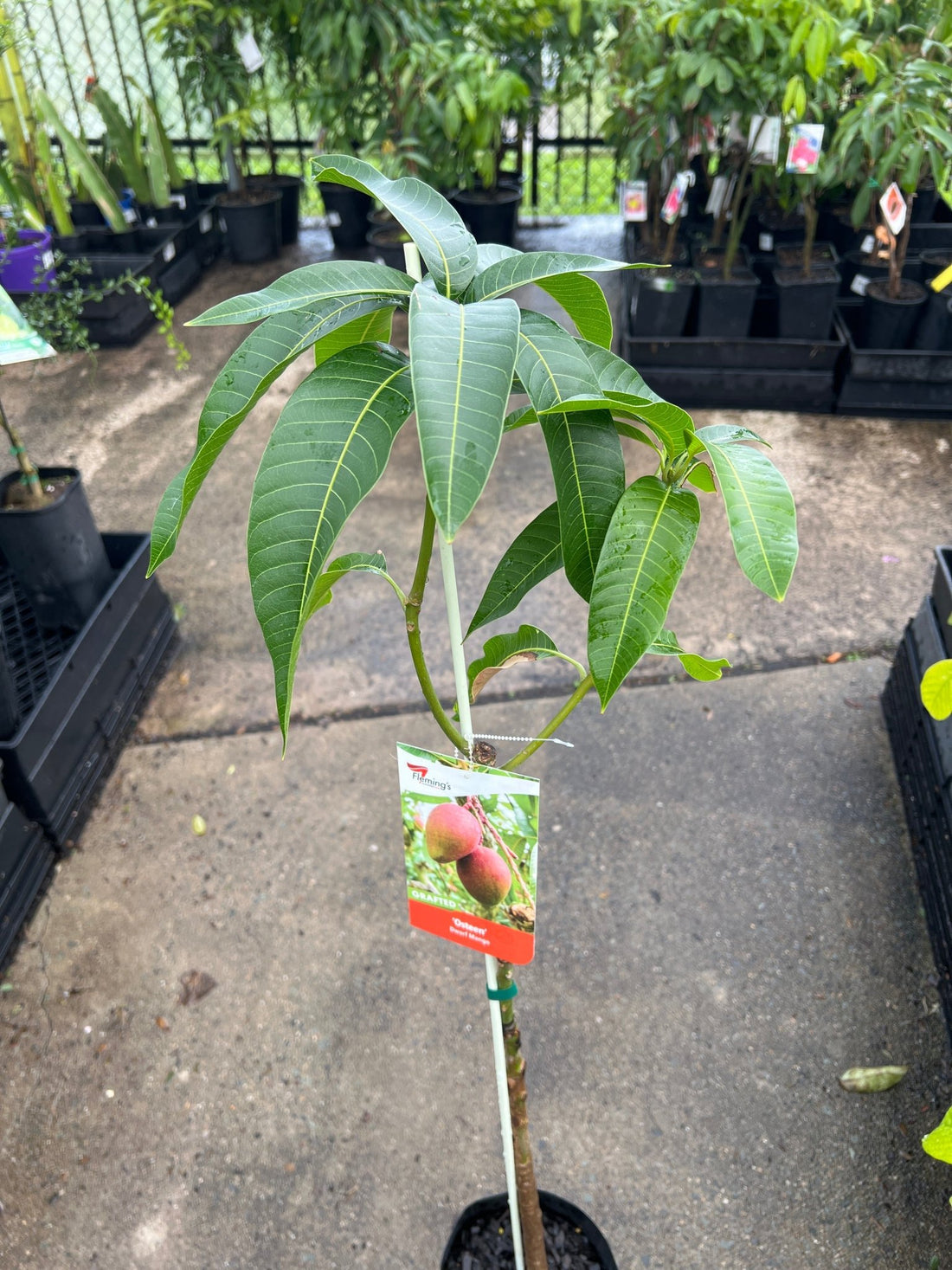 Dwarf Mango ‘Osteen’ - Ladybird Nursery