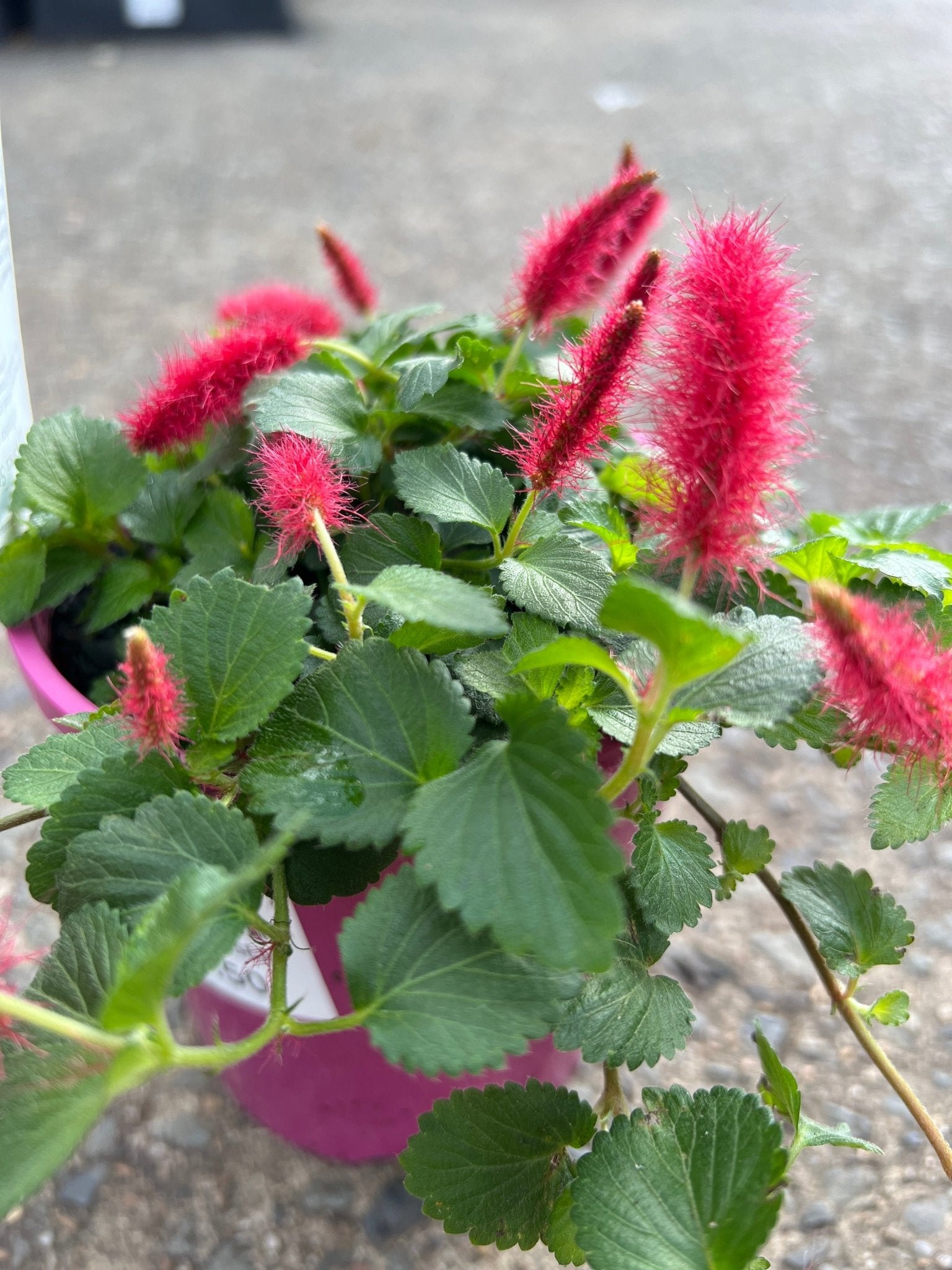Chenille Plant Stephie (Acalypha reptans) - Ladybird Nursery