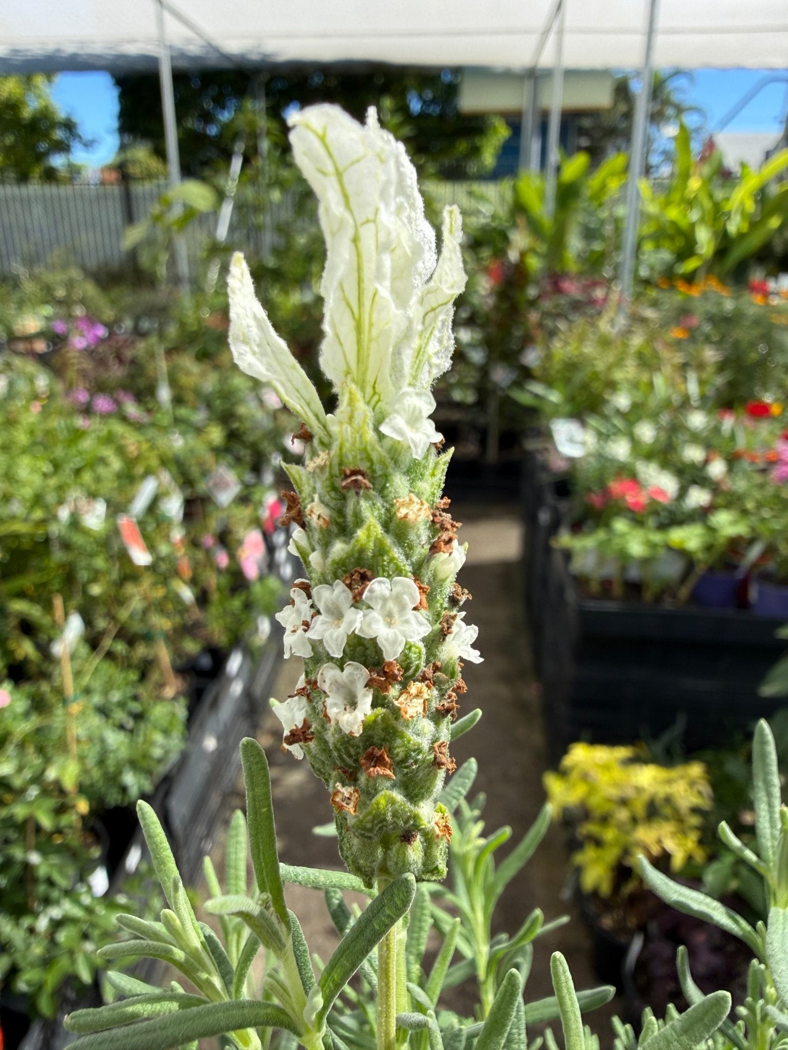 Lavender 'The Snow Princess' (Lavandula hyb.) - Ladybird Nursery