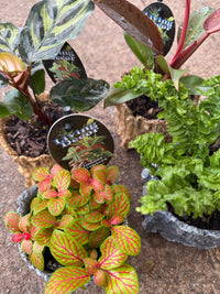 Single Planted Log Planter (Assorted Indoor Plant) - Ladybird Nursery