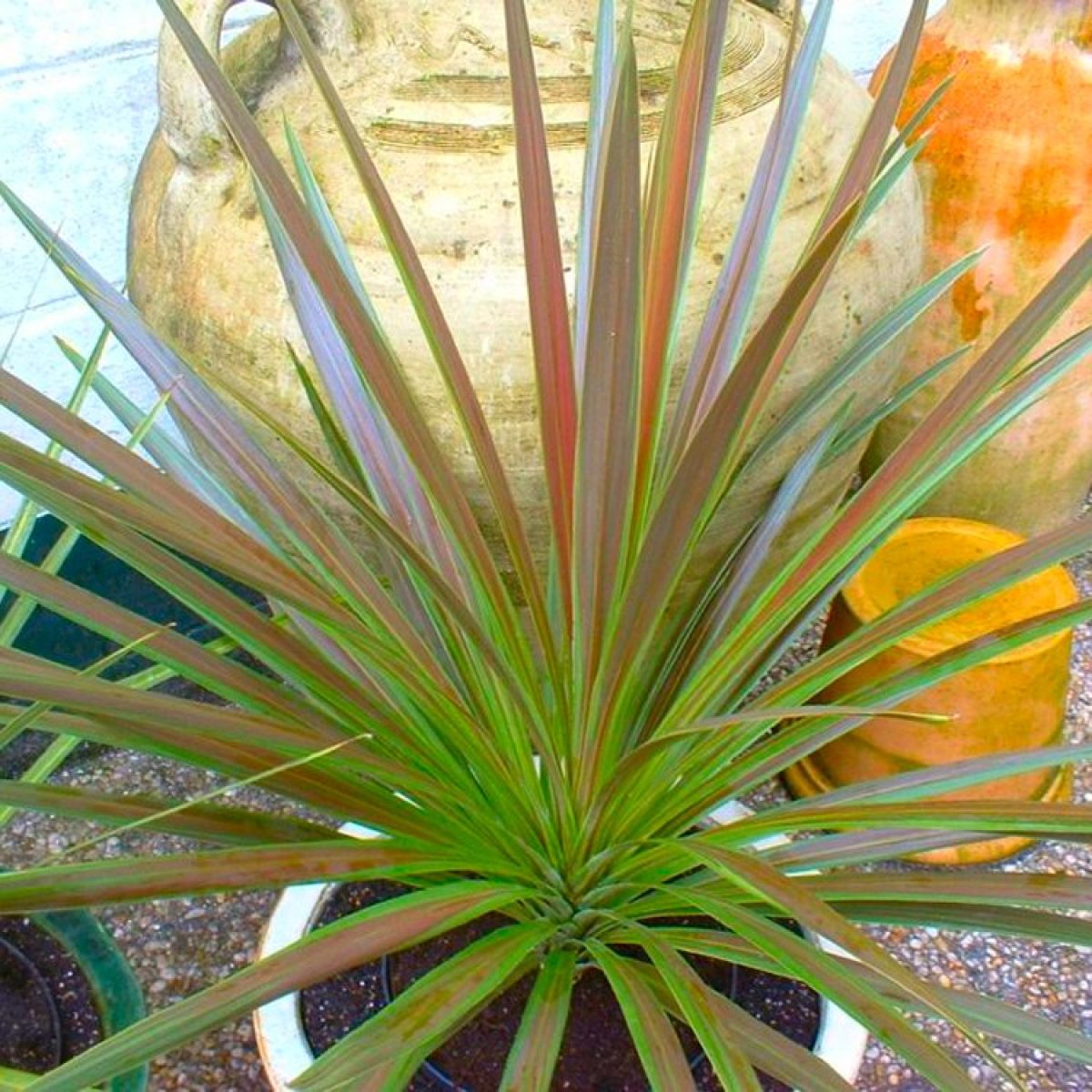 Cordyline Choc Mint (Cordyline australis)