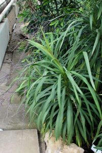 Slender Palm Lily (Cordyline stricta) - Ladybird Nursery