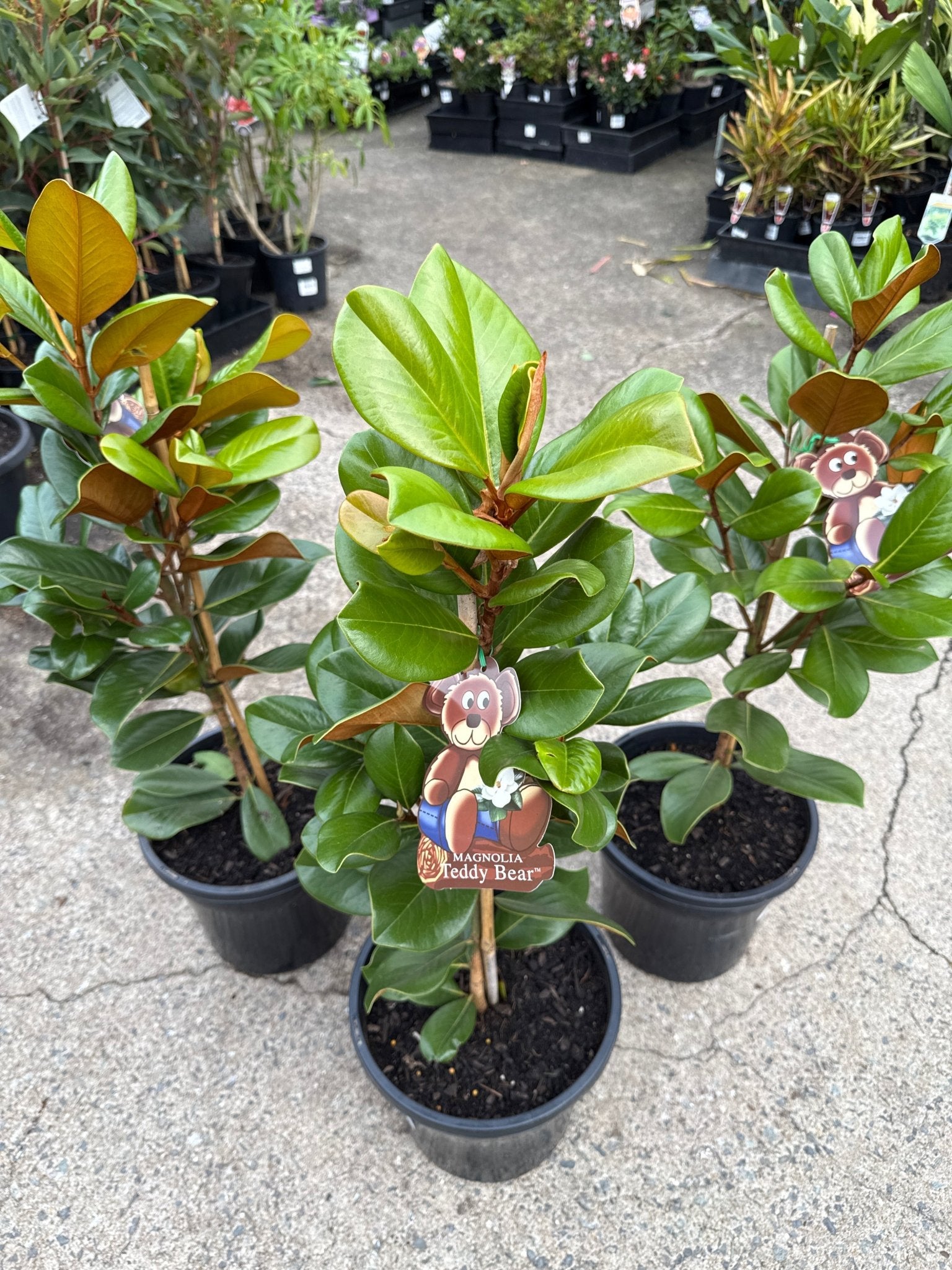 Magnolia Teddy Bear 250mm (PICKUP ONLY) - Ladybird Nursery