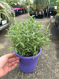 Lavender 'Sensation Pink' - Large - Ladybird Nursery