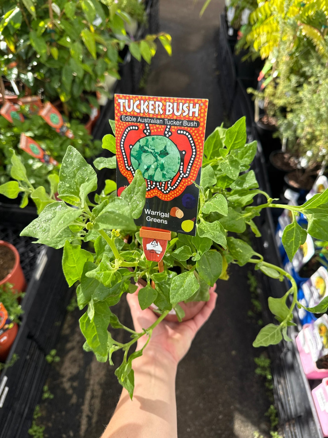 Warrigal Greens - Ladybird Nursery