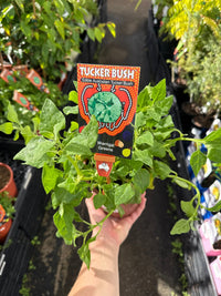 Warrigal Greens - Ladybird Nursery