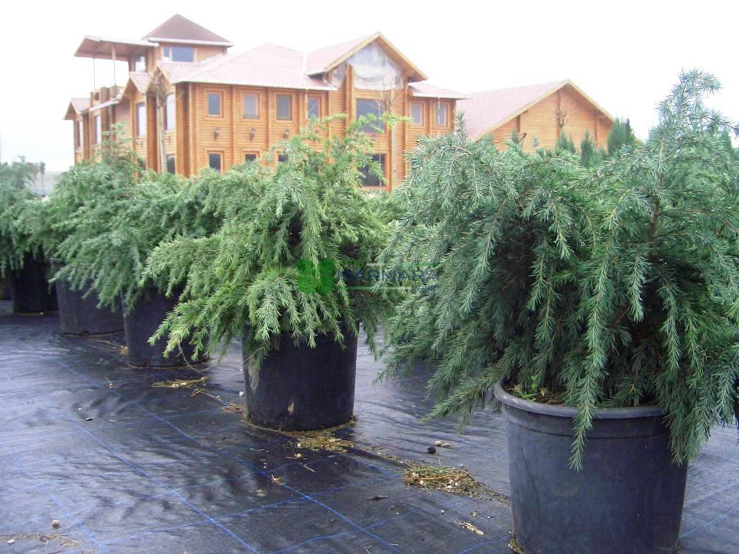 Deodar Cedar Feelin Blue (Cedrus deodara)