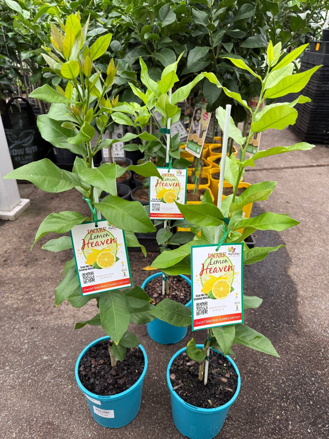 Lemon Heaven Dwarf Seedless Eureka (QLD Only) - Ladybird Nursery