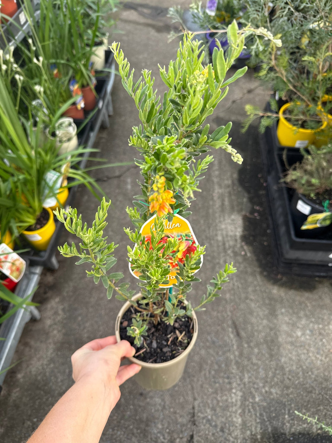 Dwarf Grevillea 'Gold Touch' - Ladybird Nursery