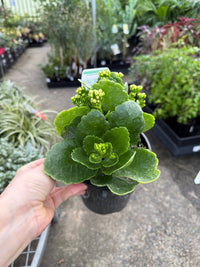 Kalanchoe 'Menzel White' (Kalanchoe calandiva) - Ladybird Nursery