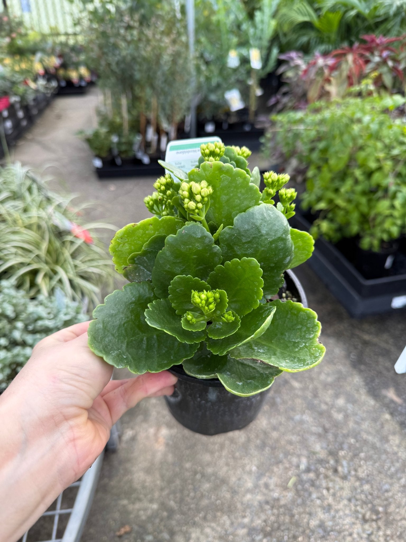 Kalanchoe 'Menzel White' (Kalanchoe calandiva) - Ladybird Nursery