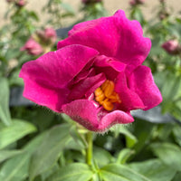 Snapdragon 'Double Violet' 10 Cell (PICK UP ONLY)