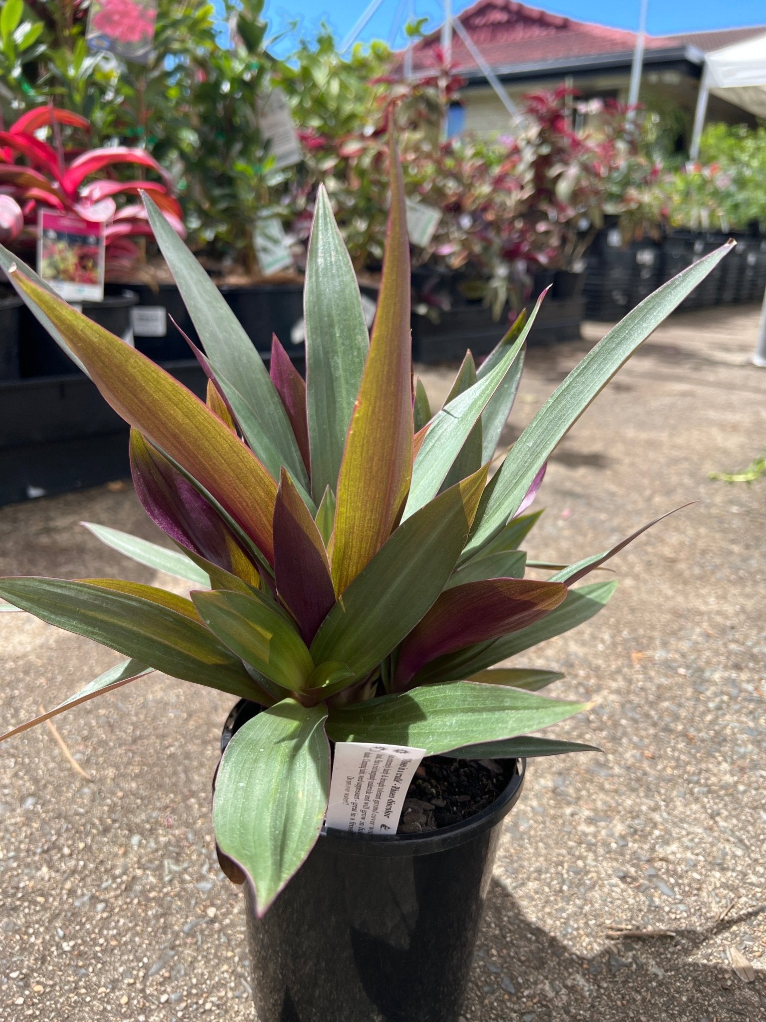 'Moses in the cradle' (Rhoeo discolor) - Ladybird Nursery