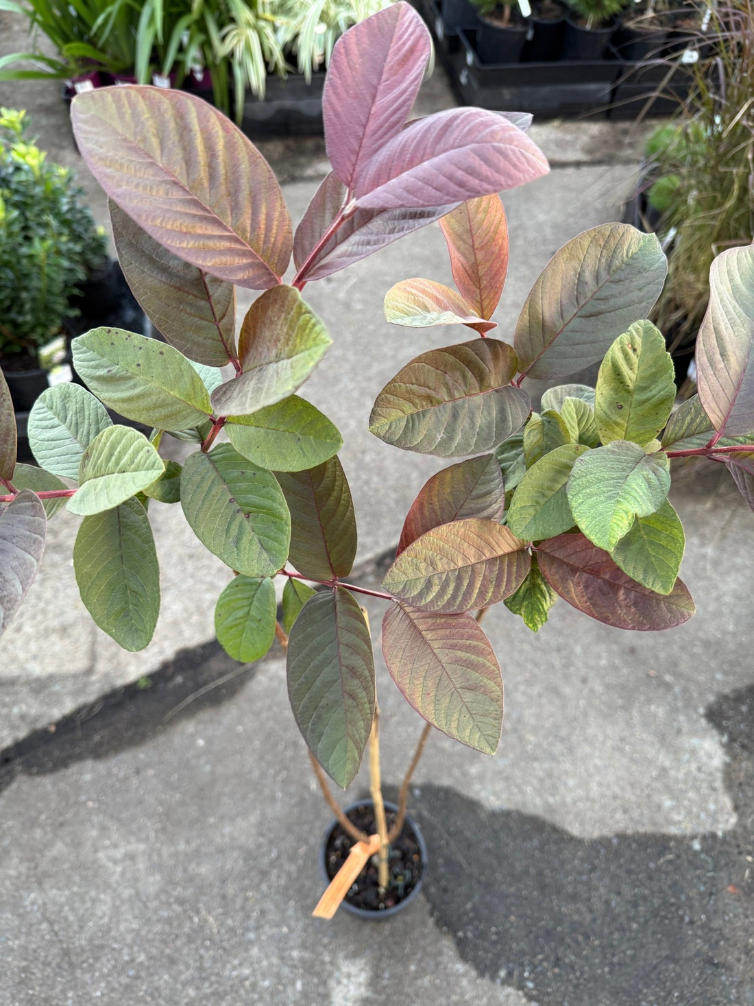 Guava Purple Malay - Ladybird Nursery