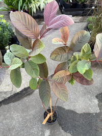 Guava Purple Malay - Ladybird Nursery
