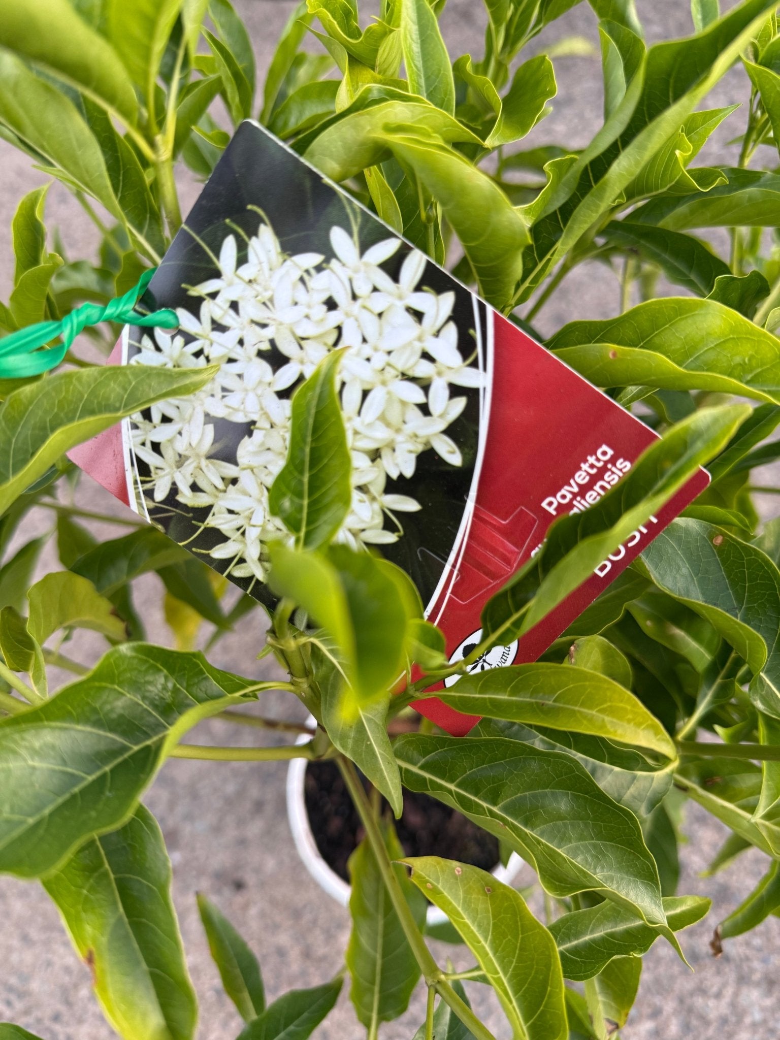 Native Butterfly Bush (Pavetta australiensis) - Ladybird Nursery