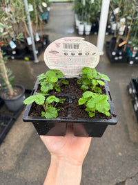 Strawberry 'Sweetheart' 4 pack (PICKUP ONLY) - Ladybird Nursery
