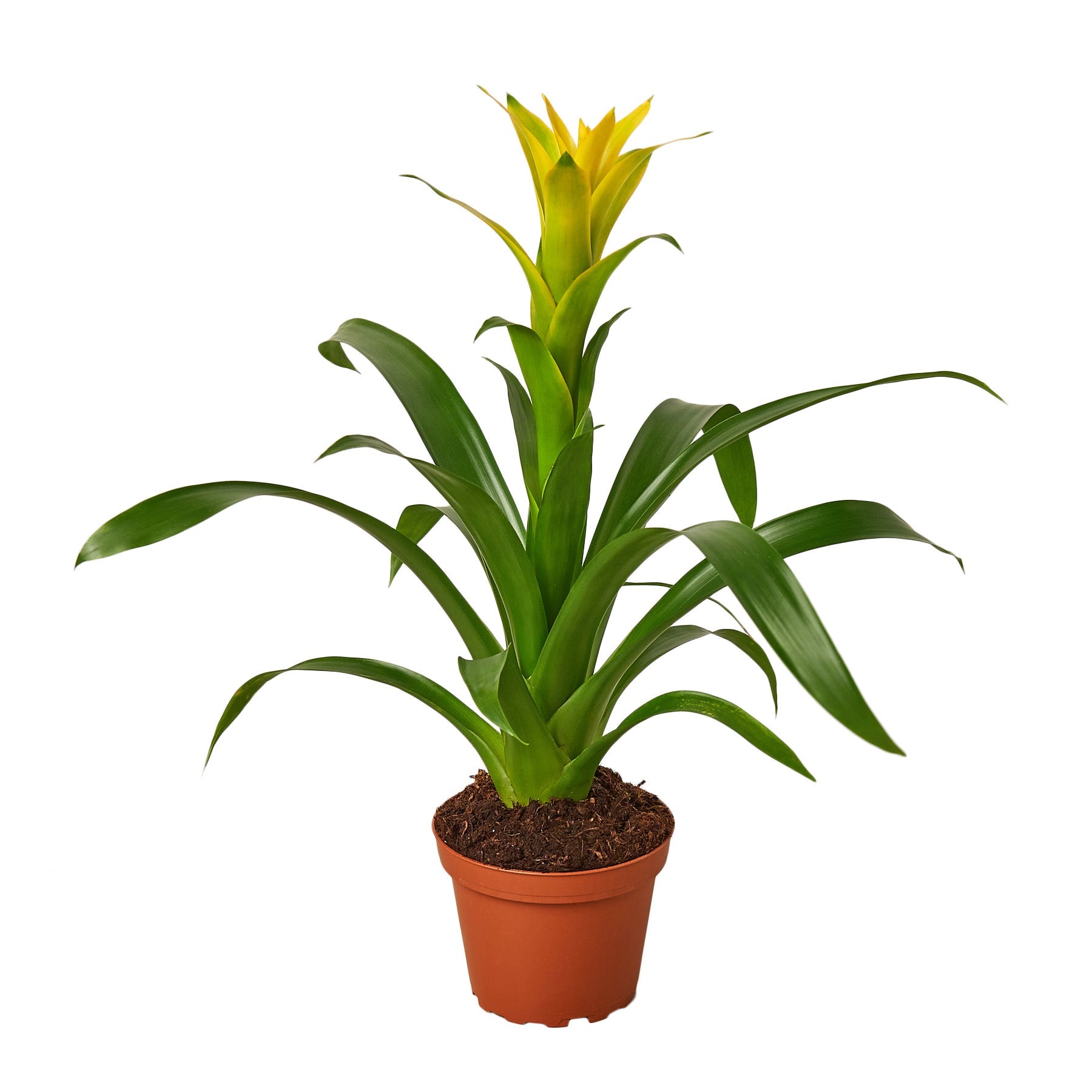 Guzmania spp. Yellow Bromeliad