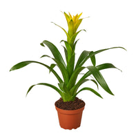 Guzmania spp. Yellow Bromeliad