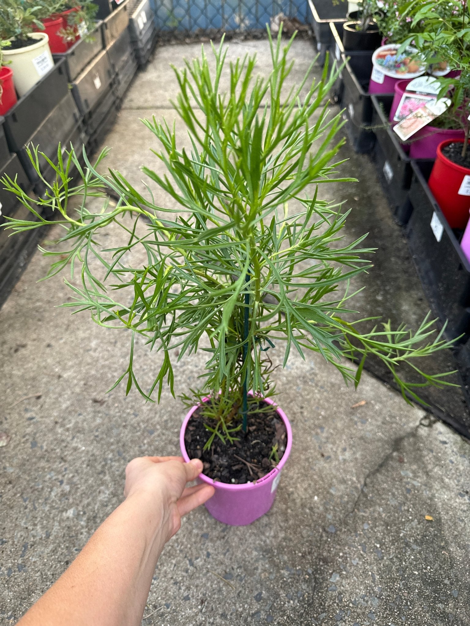 Isopogon ‘Candy Cones’ - Ladybird Nursery