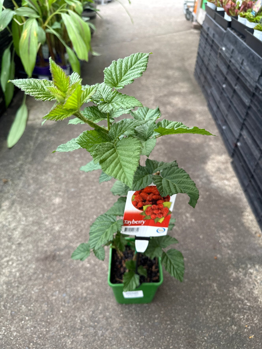 Tayberry - Ladybird Nursery