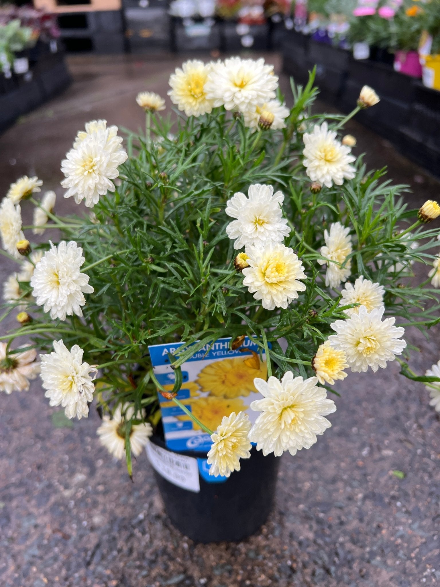 Daisy 'Double Yellow' (Argyranthemum) - Ladybird Nursery