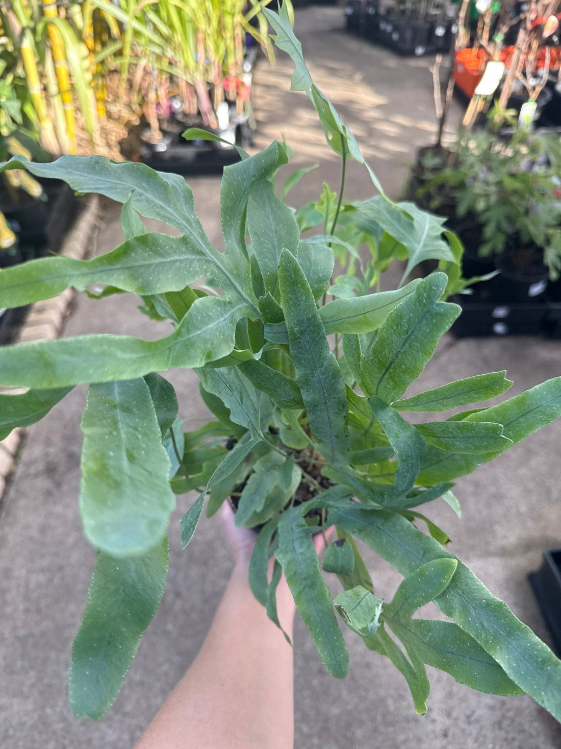 Fern 'Blue Star' (Phlebodium aureum) - Ladybird Nursery