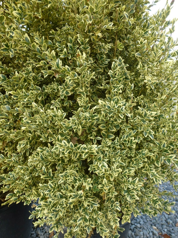 Common Box variegata Variegated (Buxus sempervirens)