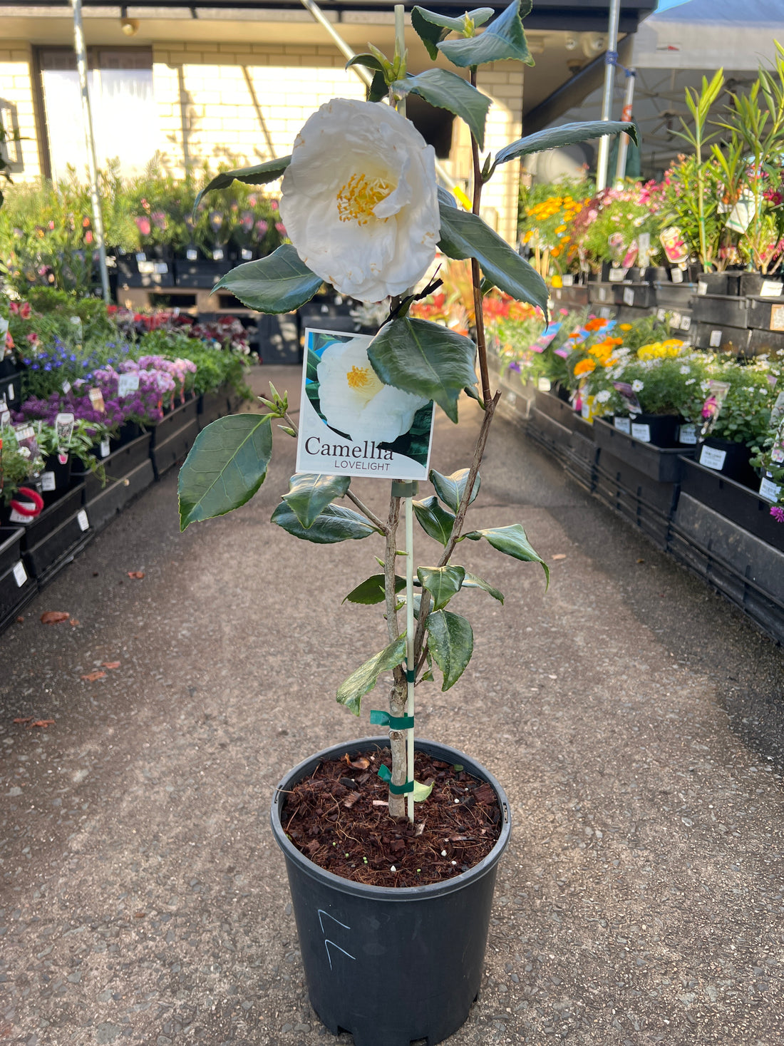 Camellia 'Lovelight' - Large