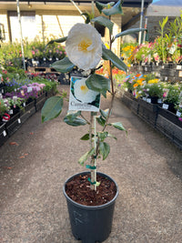 Camellia 'Lovelight' - Large