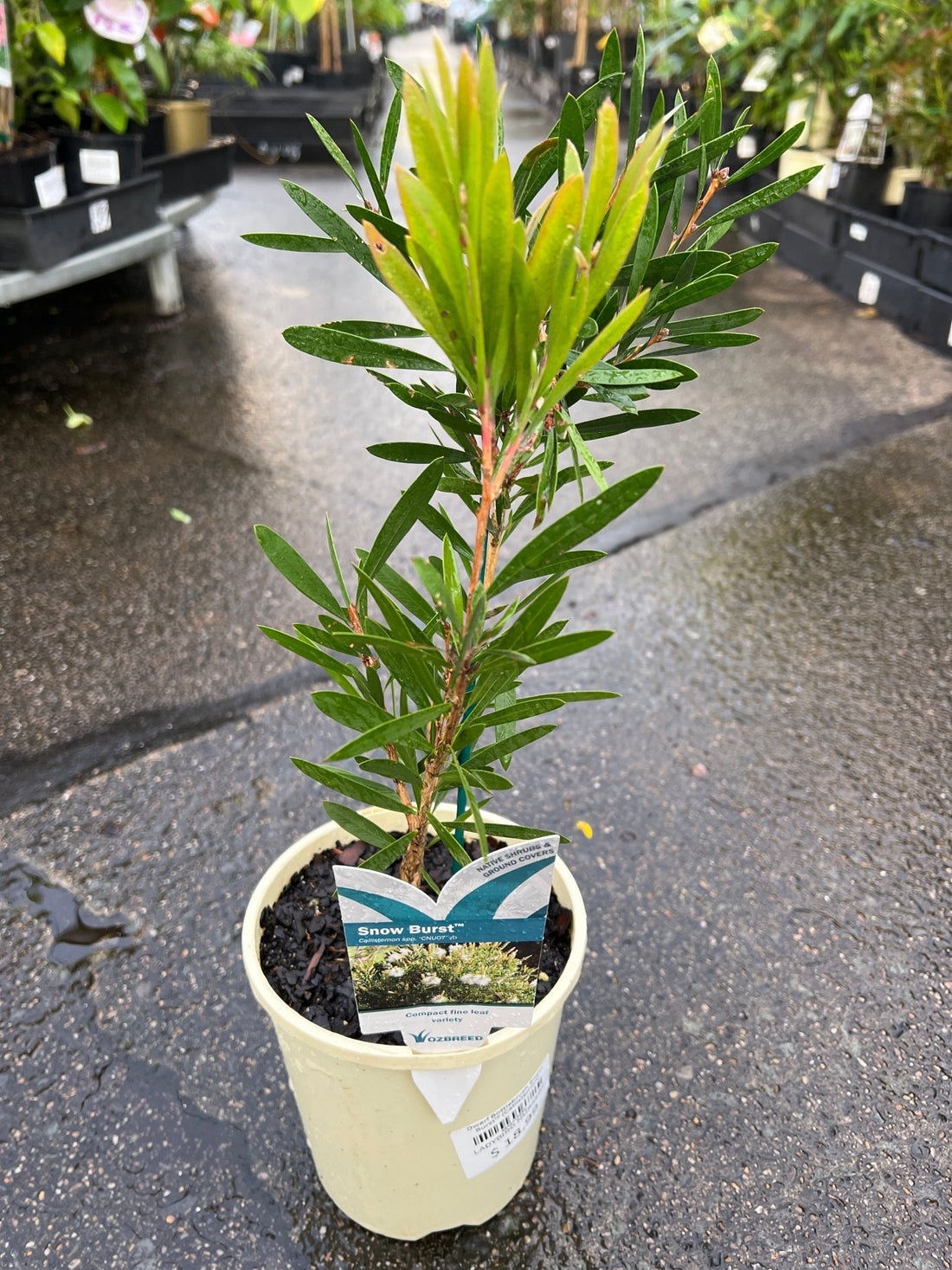 Dwarf Bottlebrush Snow Burst™ (Callistemon) - Ladybird Nursery