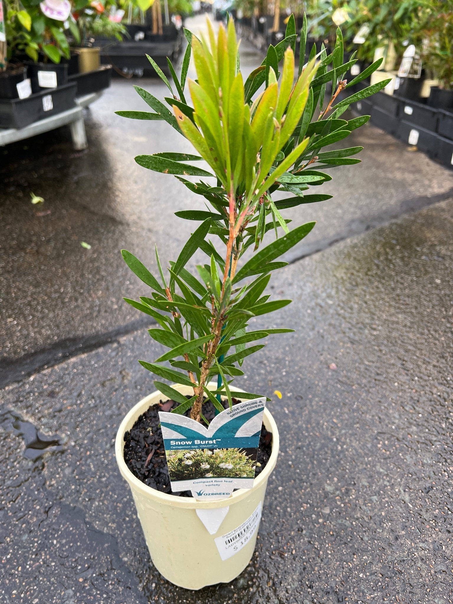 Dwarf Bottlebrush Snow Burst™ (Callistemon) - Ladybird Nursery