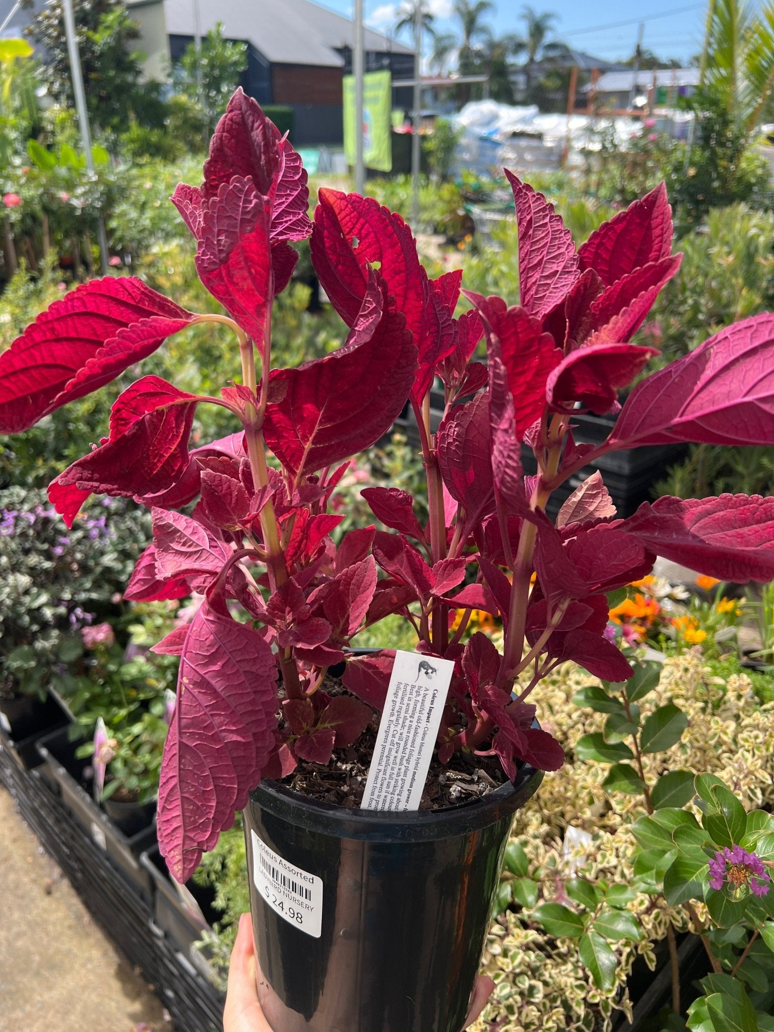 Coleus Assorted - Ladybird Nursery