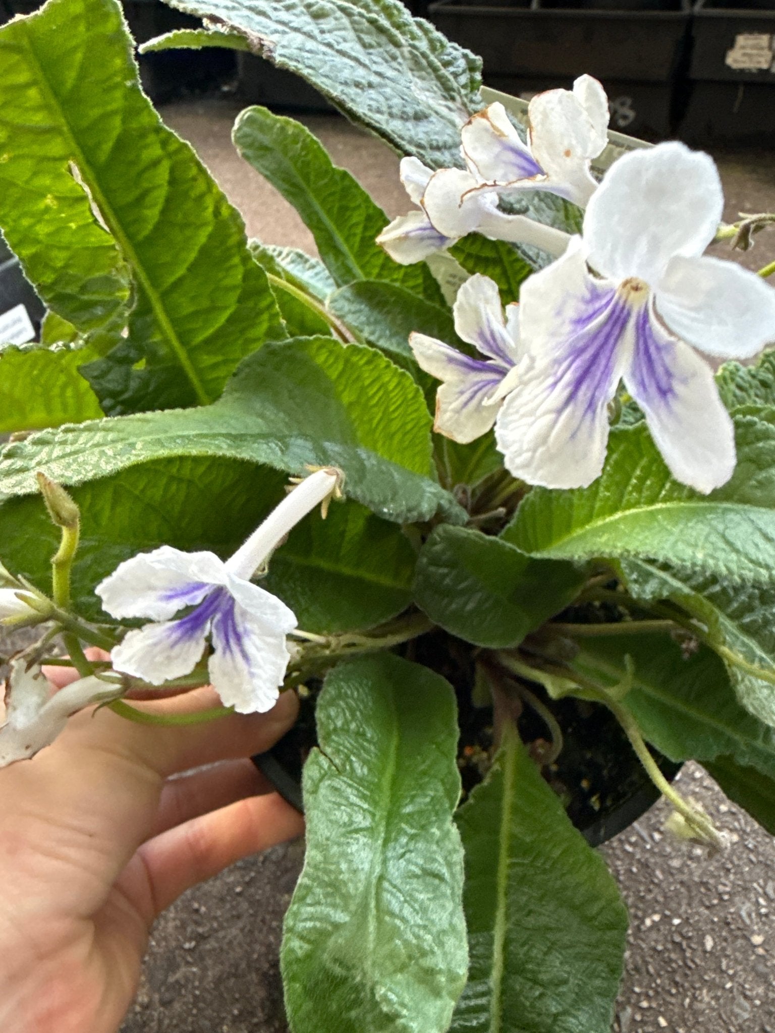 Cape Primrose Ladyslippers 'White Ice' (Streptocarpus) - Ladybird Nursery