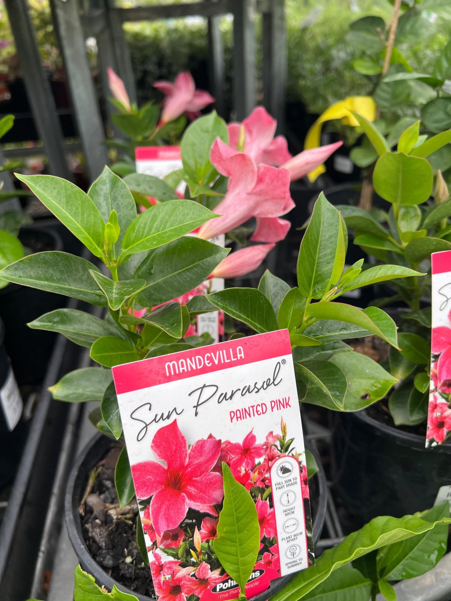 Mandevilla 'Painted Pink' - Ladybird Nursery