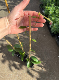Richmond Birdwing Butterfly Vine (Pararistolochia praevenosa) - Ladybird Nursery