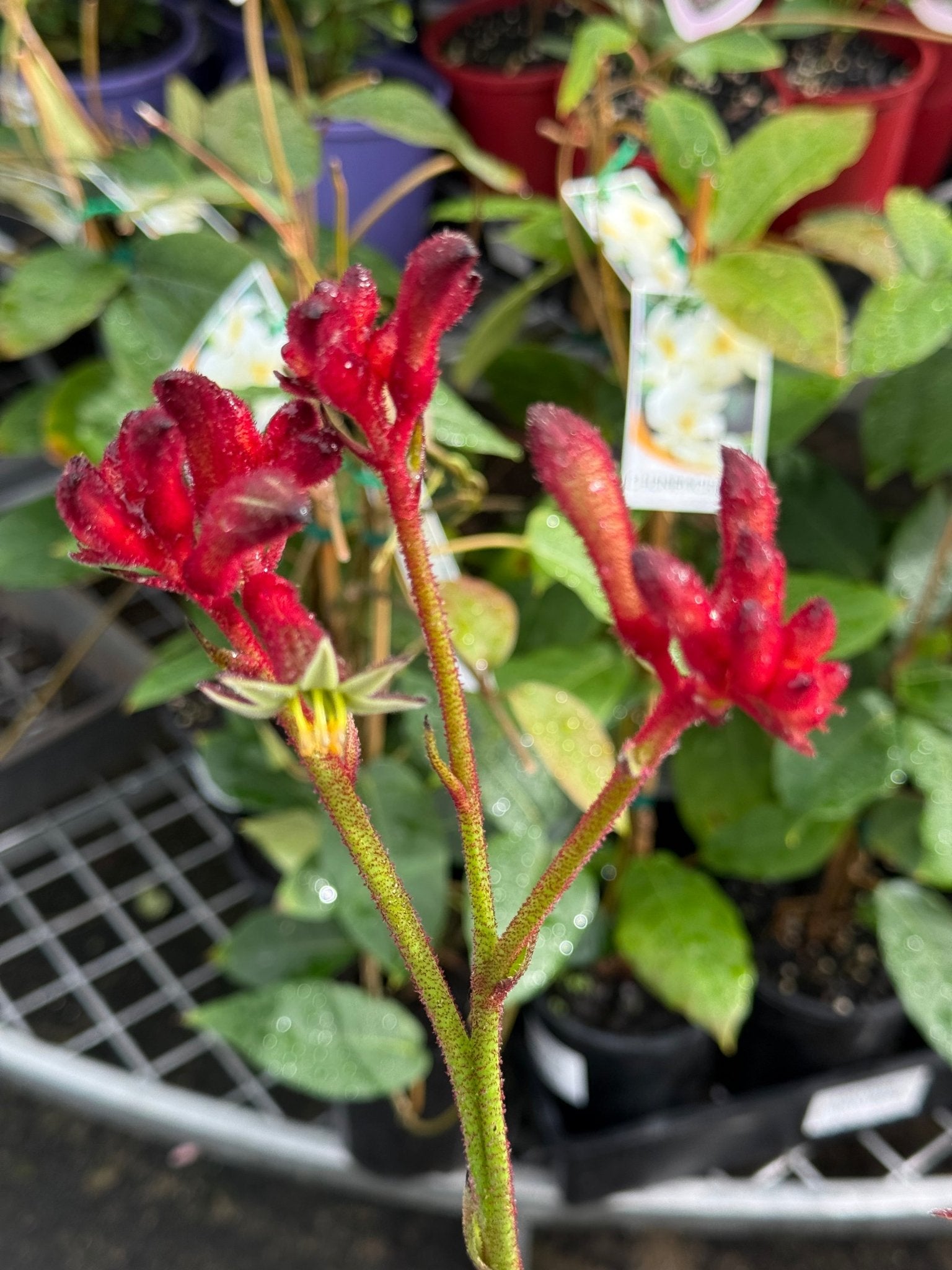 Kangaroo Paw 'Bush Fury' (Anigozanthos) - Ladybird Nursery