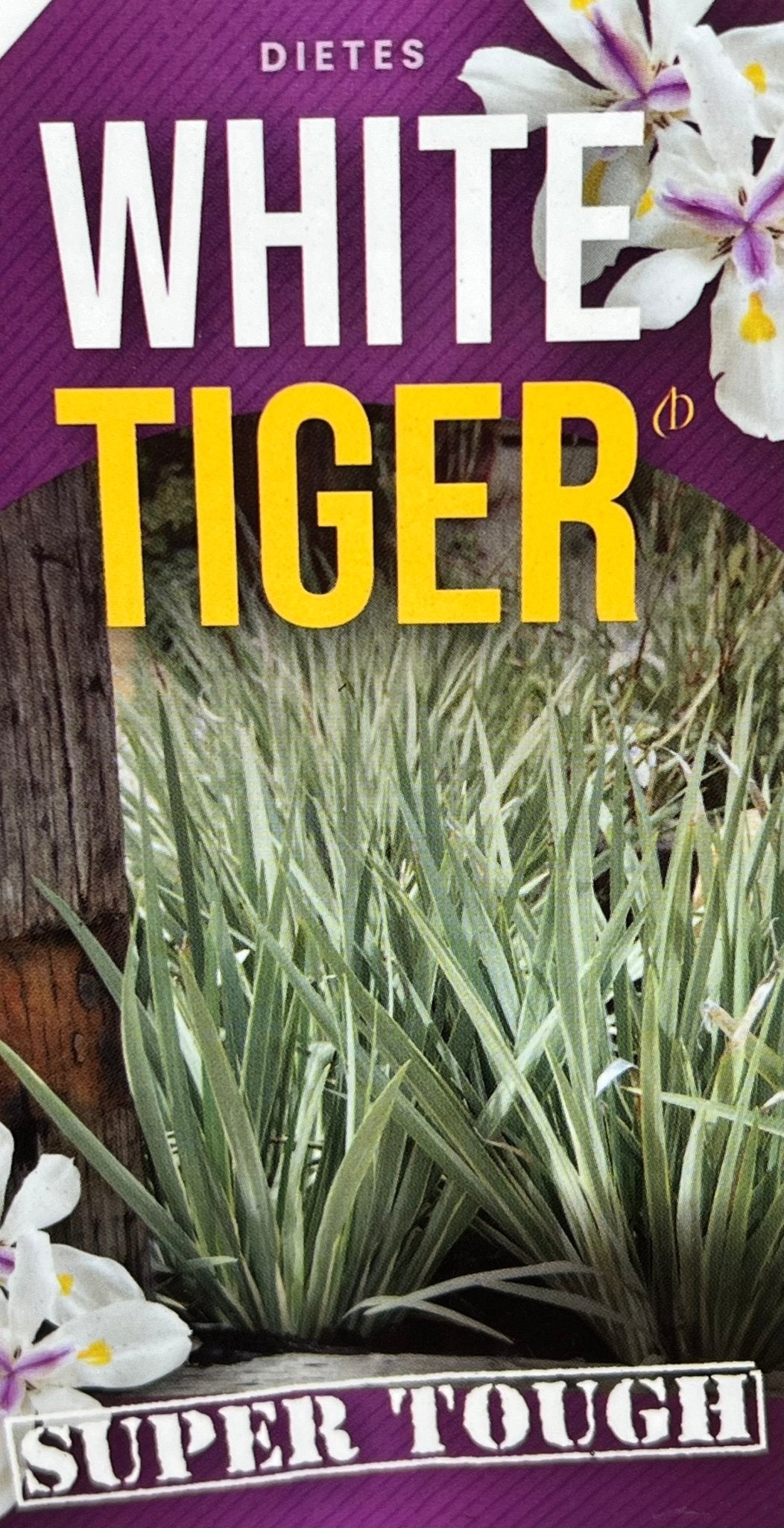 Dietes 'White Tiger' (Dietes iridioides) - Ladybird Nursery