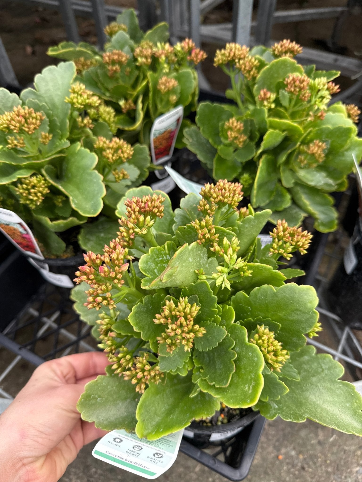 Kalanchoe 'Rudak' (Kalanchoe calandiva) - Ladybird Nursery