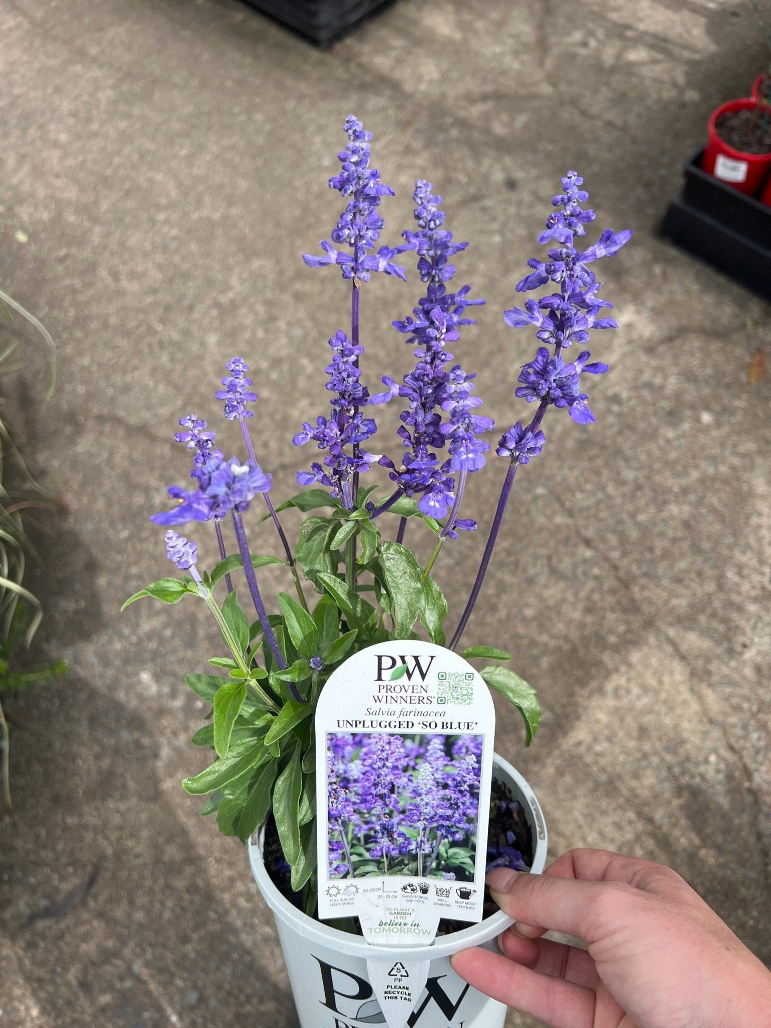 Salvia Unplugged 'So Blue' (Salvia Farinacea) - Ladybird Nursery