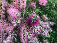 Bottlebrush Lavender Showers (Callistemon) - Ladybird Nursery