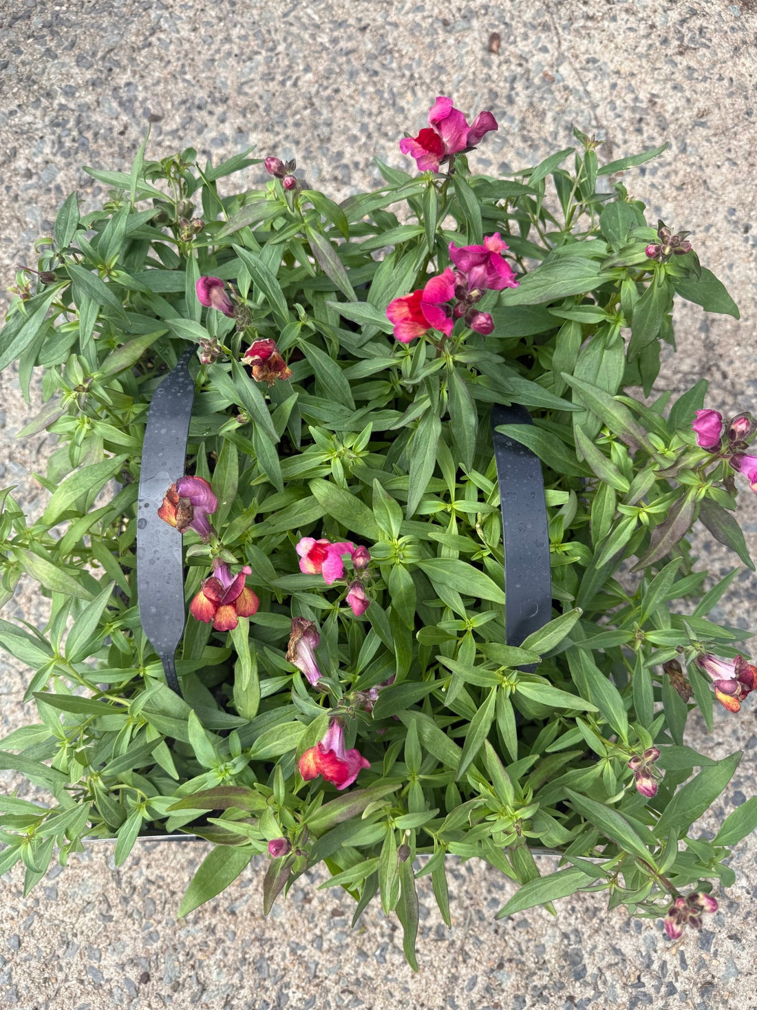 Snapdragon 'Red Flame' 10 Cell (PICK UP ONLY)