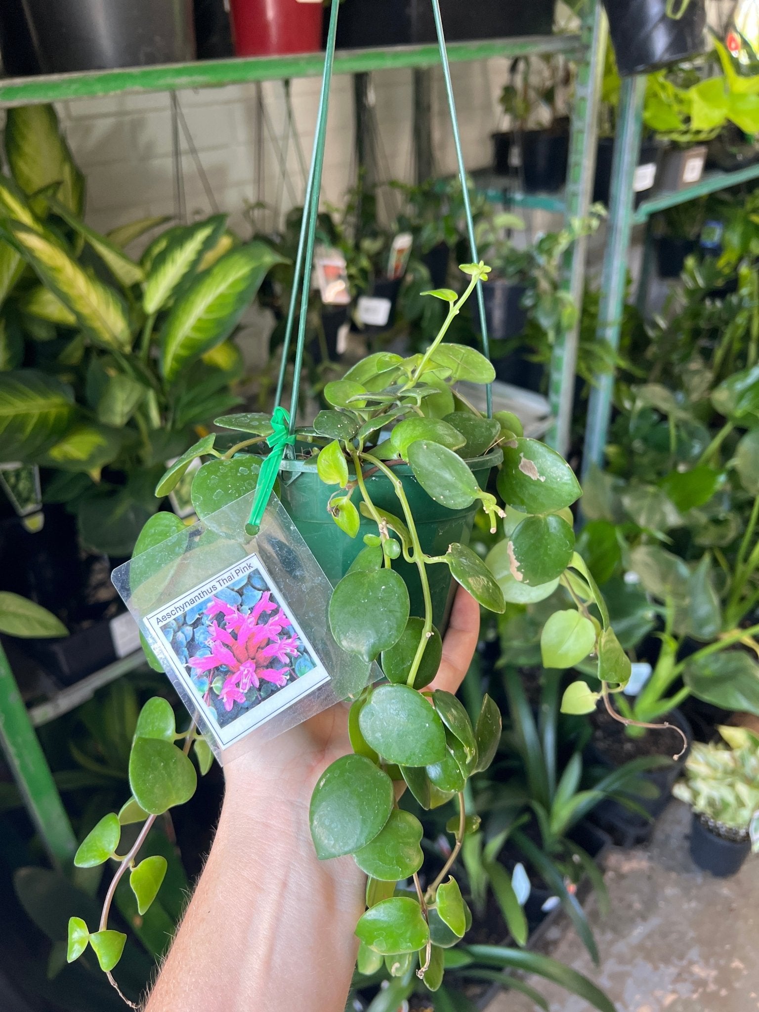 Aeschynanthus assorted - Ladybird Nursery
