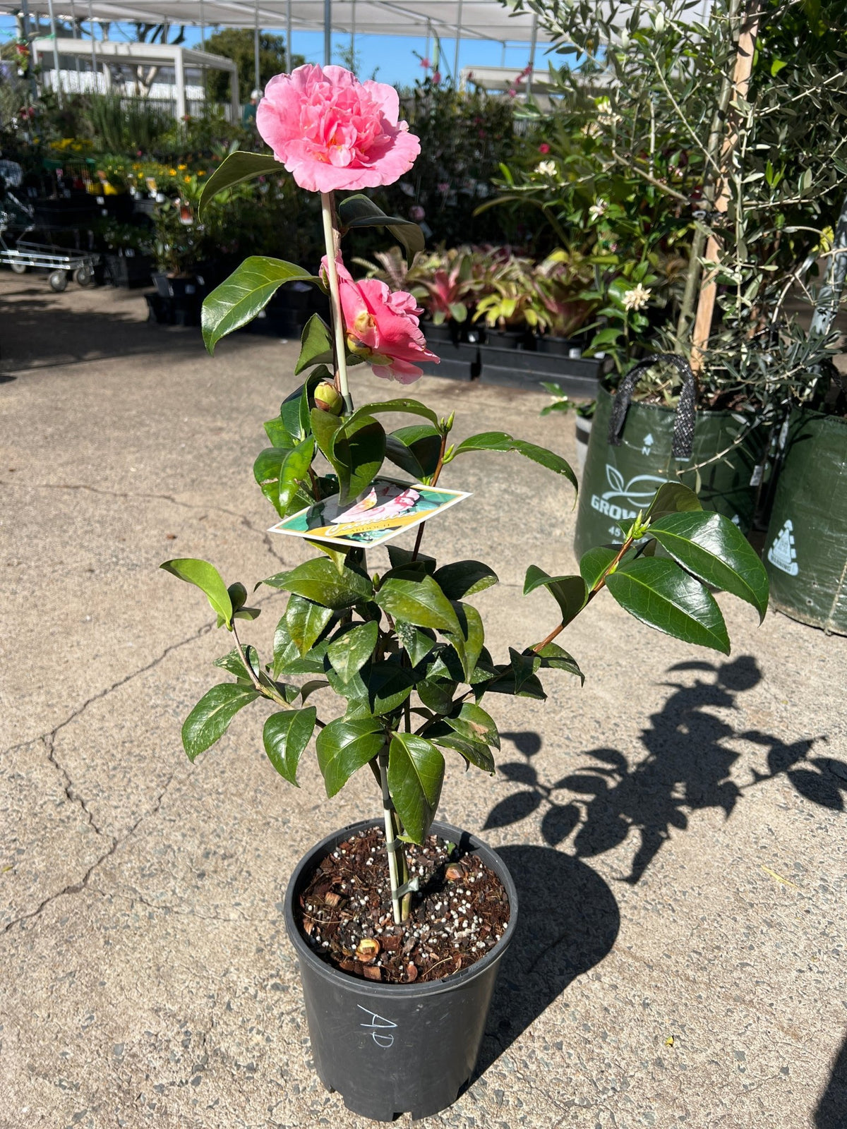 Camellia Ardoch - Large - Ladybird Nursery