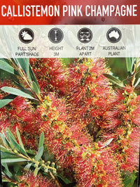 Weeping Bottlebrush ‘Pink Champagne’ (Callistemon viminalis) - Ladybird Nursery