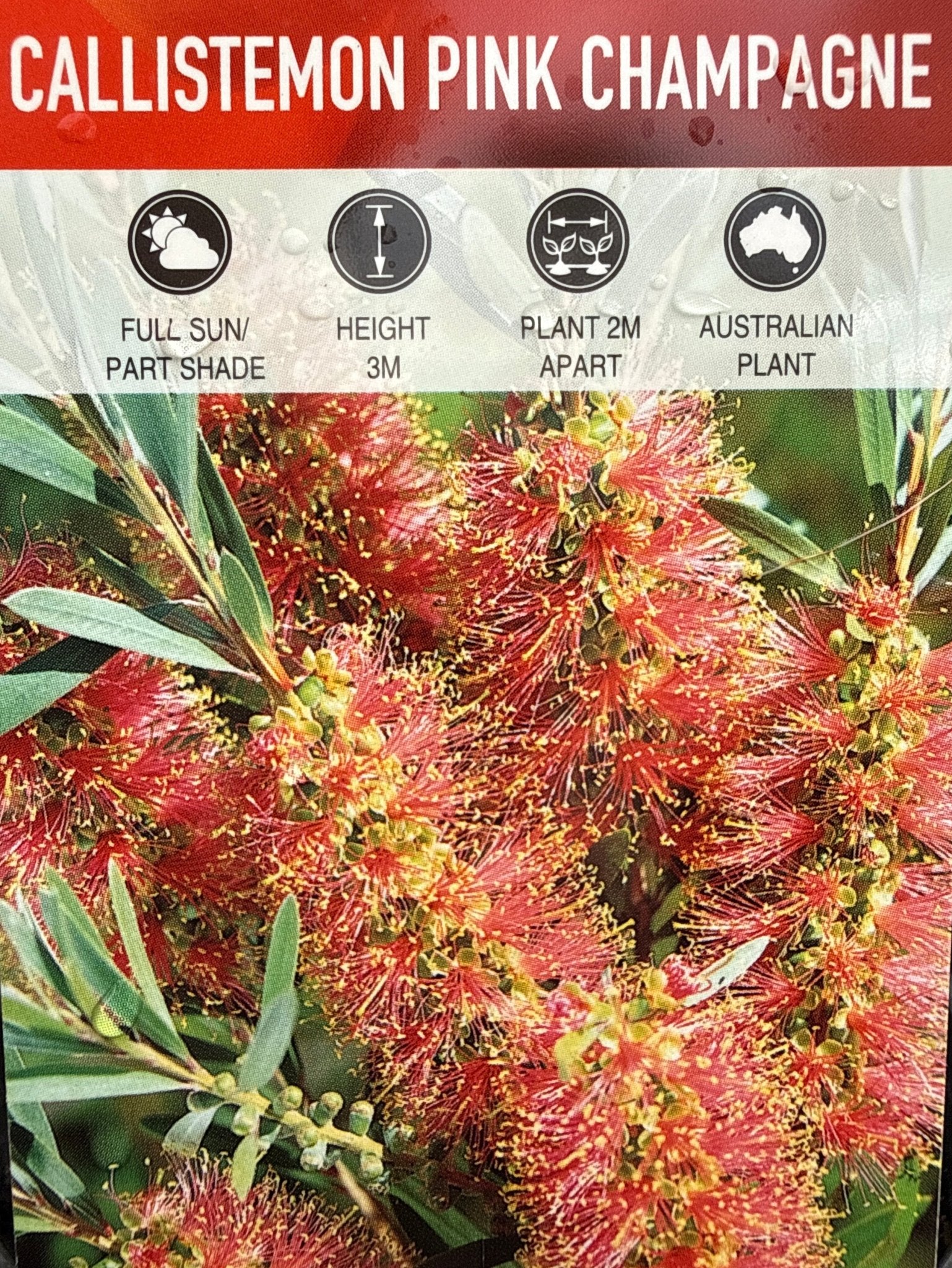 Weeping Bottlebrush ‘Pink Champagne’ (Callistemon viminalis) - Ladybird Nursery