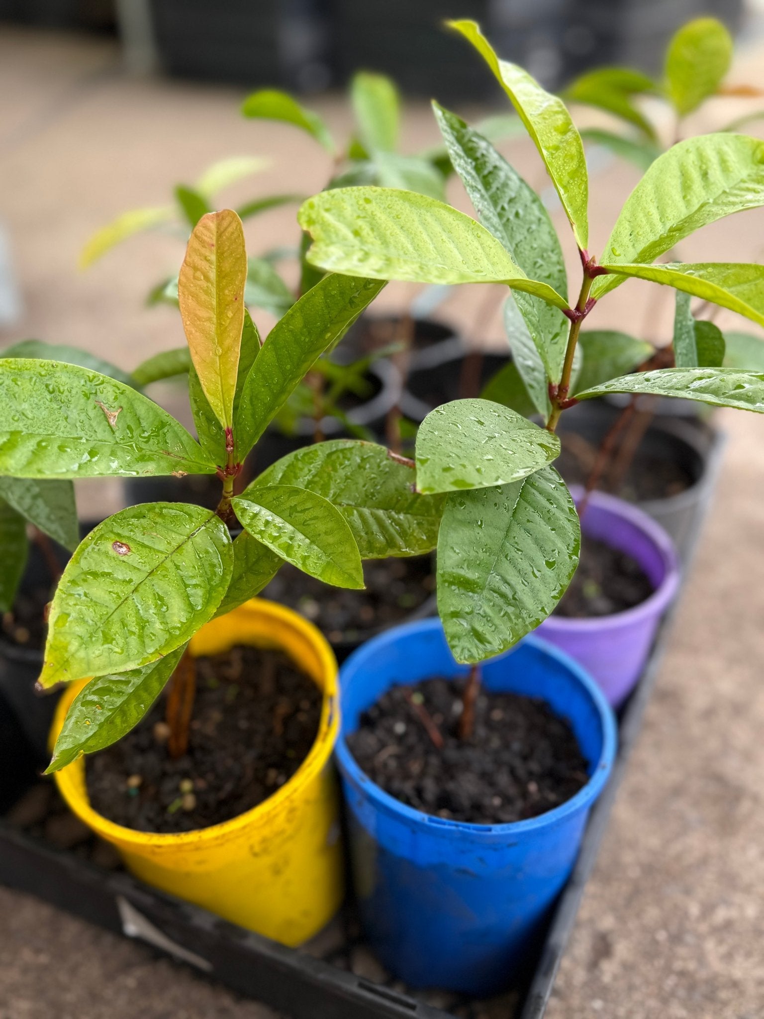 Malay Apple Fruit Tree - Ladybird Nursery