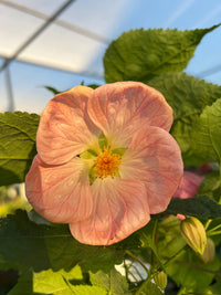 Chinese Lantern 'Lucky Pink' (Abutilon) - Ladybird Nursery